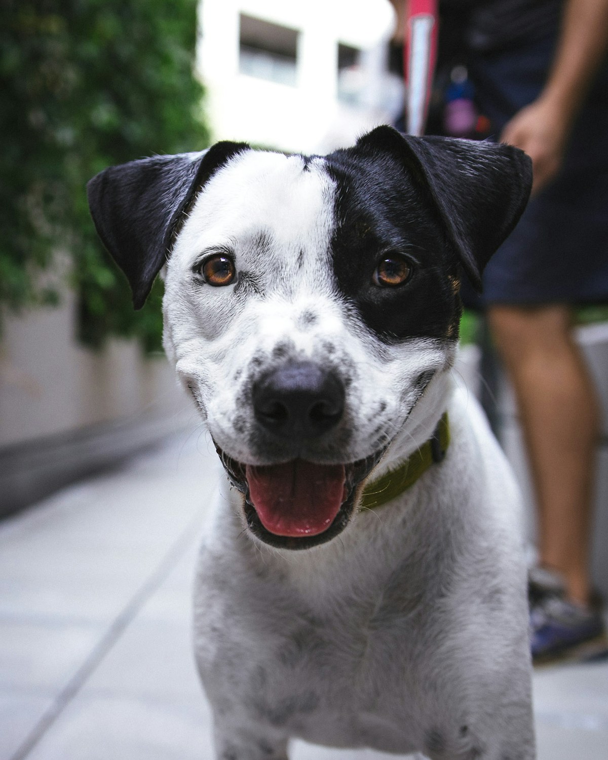 A gentle rescued dog