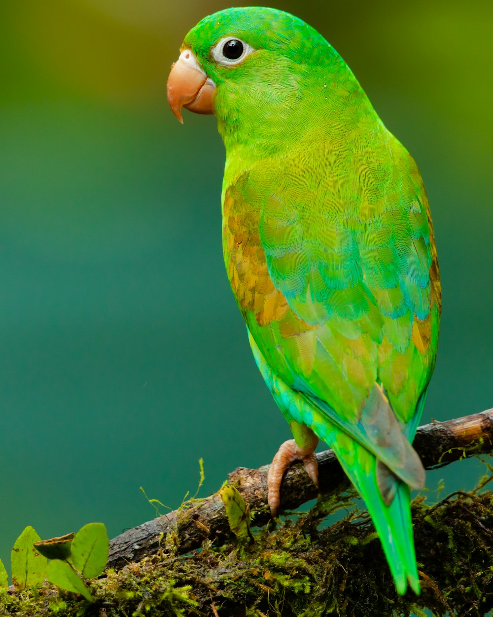A bright, alert bird