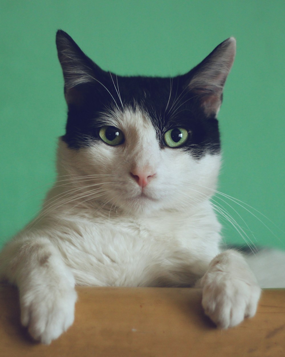 A relaxed cat resting