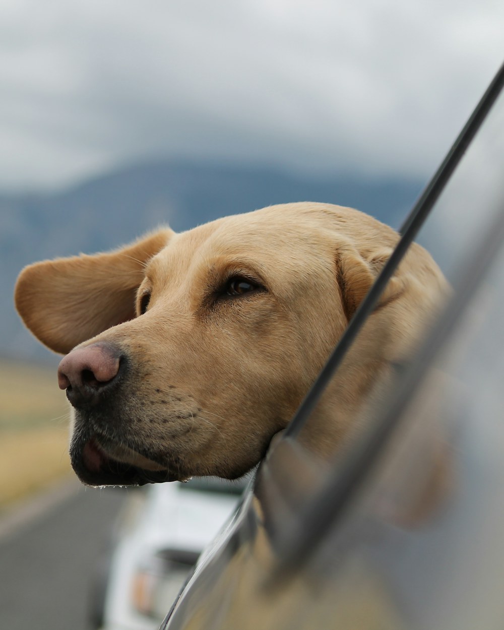 A calm, content dog