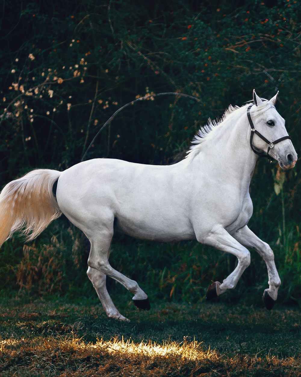 A gentle moment with a horse