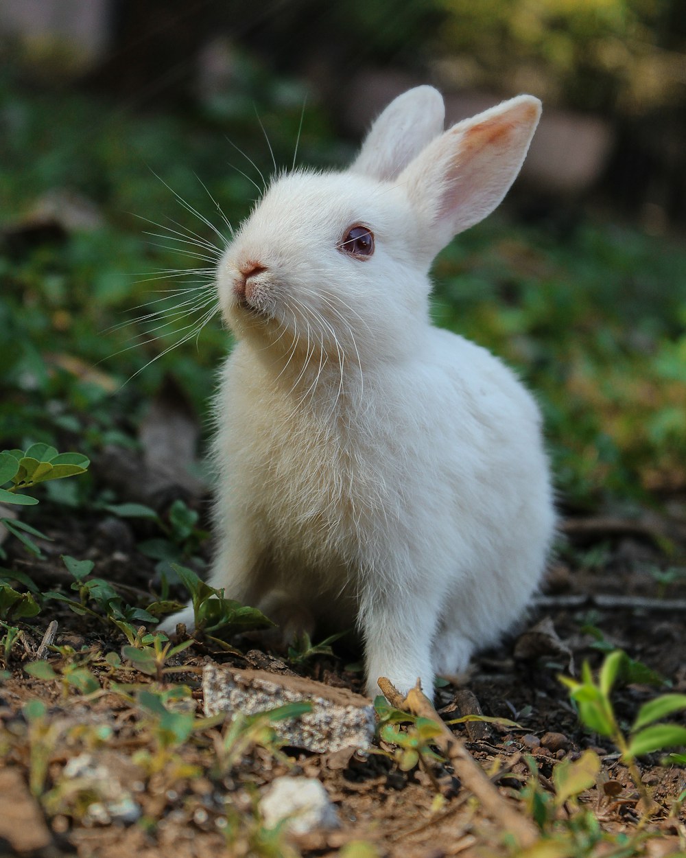 A healthy rabbit in the grass